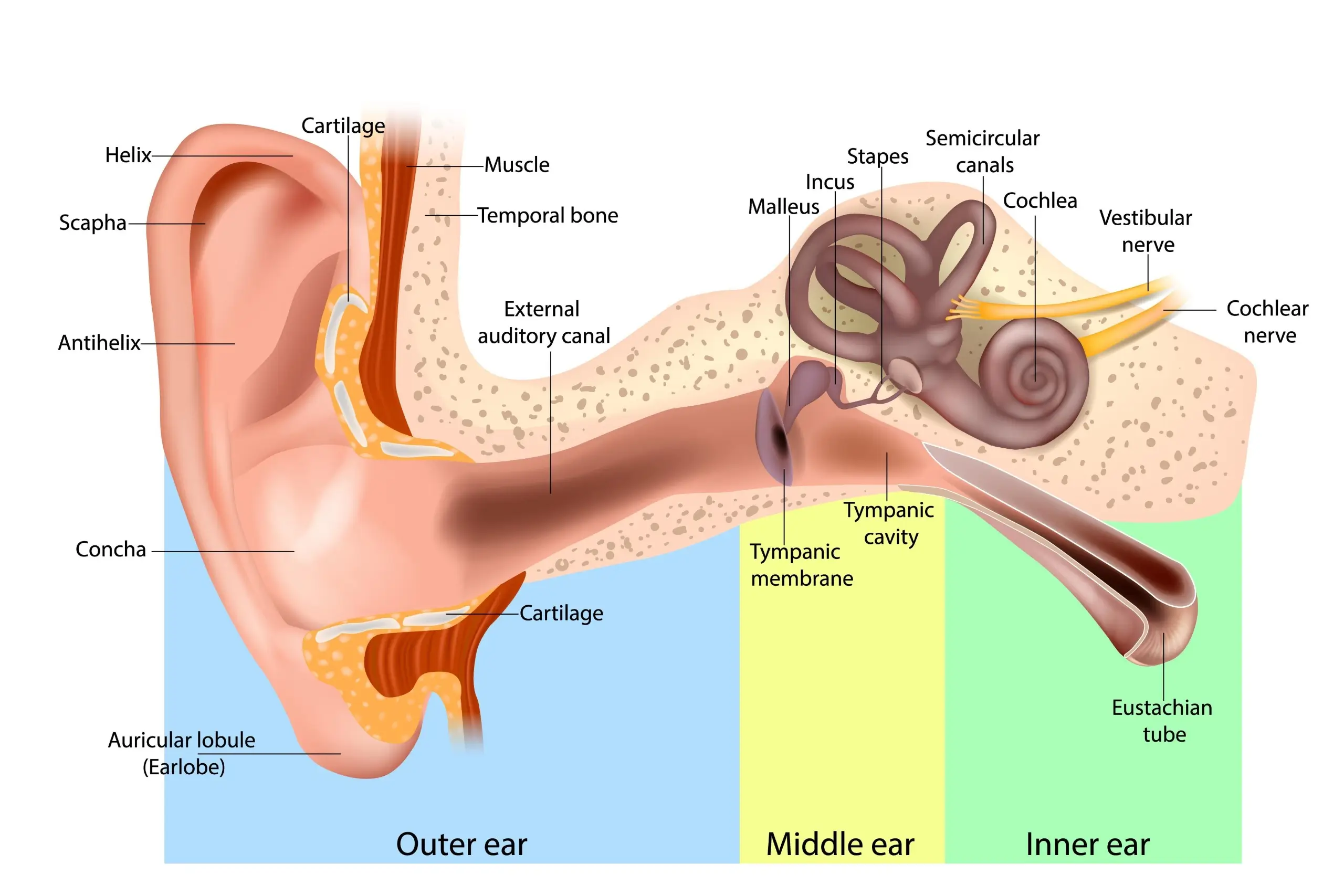 Human ear anatomy diagram showing outer ear middle ear and inner ear structure